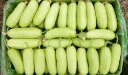 张大姐免费吃瓜,揭秘娱乐圈幕后故事