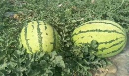 正能量网红吃瓜事件