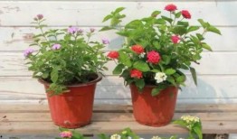 诸暨路况最新爆料视频,最新爆料视频揭示交通状况