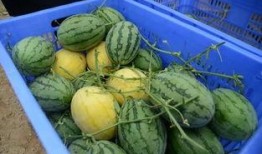 庆阳网红吃瓜群微信,揭秘网络社交圈的趣味与争议