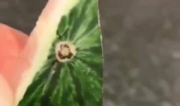 网络吃瓜最新视频大全免费观看,免费观看大揭秘！