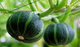 网红吃瓜圈八卦图片,八卦图片背后的惊人真相